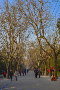 北京天坛公园冬景