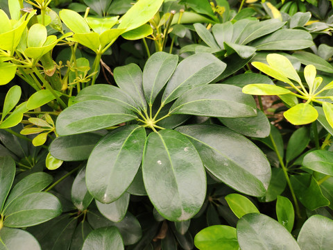 鹅掌滕
