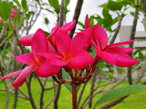 鸡蛋花