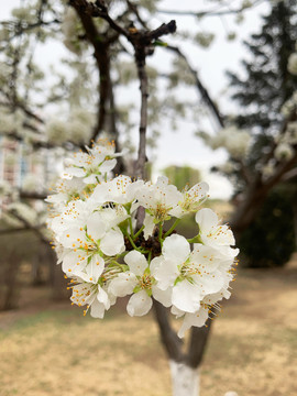 李子花