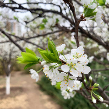 李子花