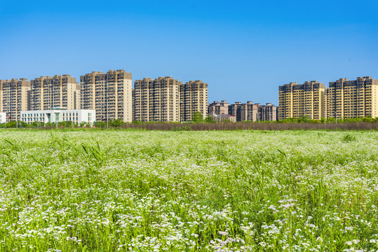 城市花海