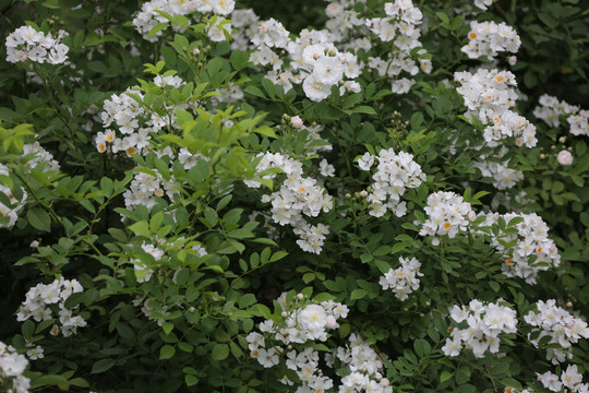 高清月季花