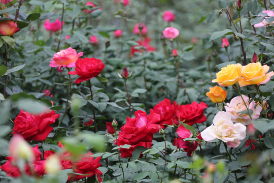 高清月季花