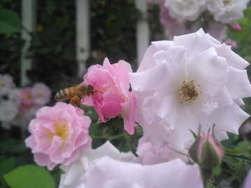 蔷薇花与蜜蜂