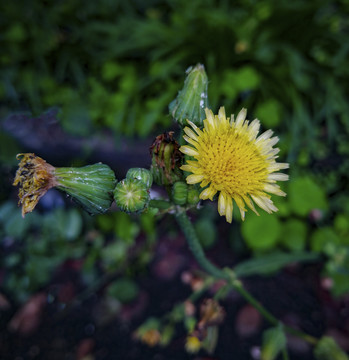 野菊花