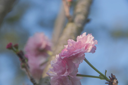 樱花粉态