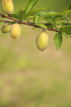 桃子枝头果实结