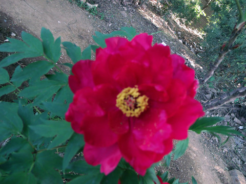 红色牡丹花