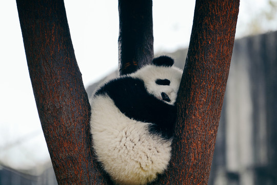树上睡觉的大熊猫