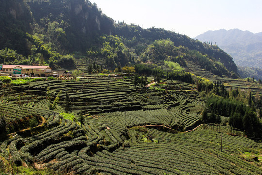 茶园示范基地