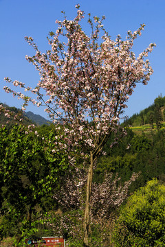 观赏樱花树