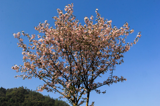 观赏樱花树