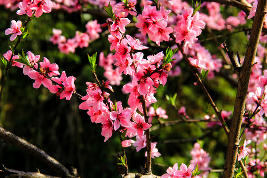 桃花盛开