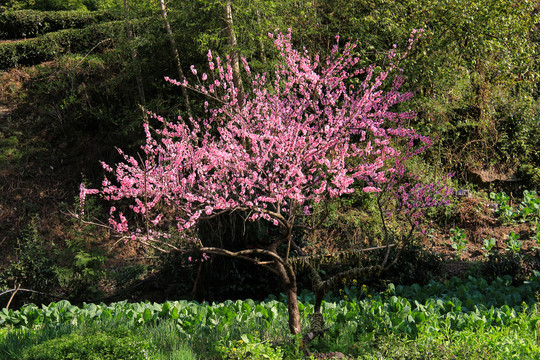 桃花树