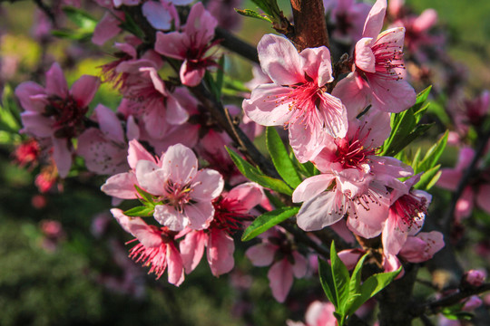 一枝桃花