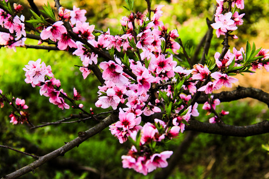 一枝桃花