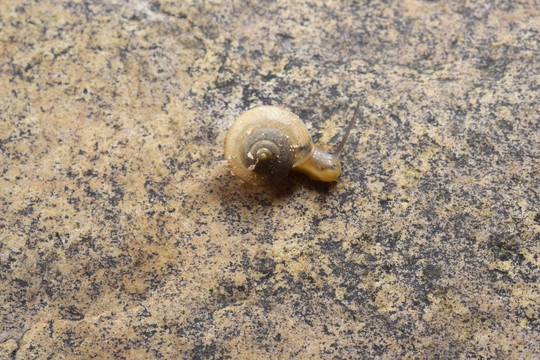 蜗牛