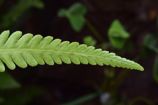 植物叶子