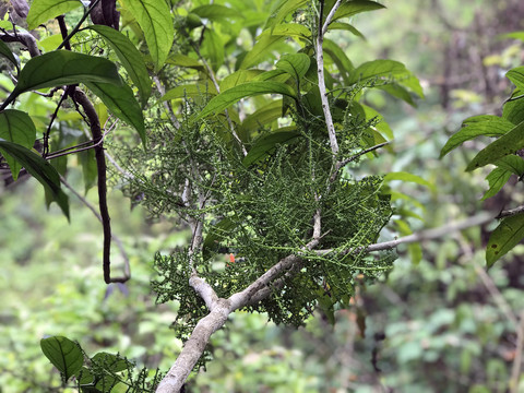 茎花山柚