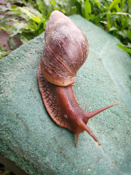 蜗牛特写