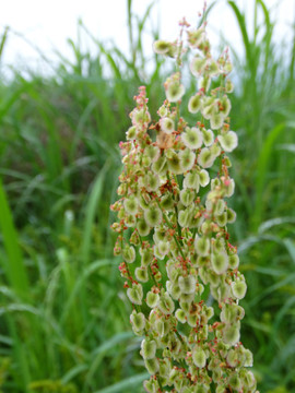 野菠菜