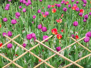 栅栏后的郁金香花丛