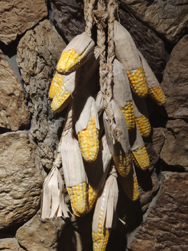 农家装饰老物件玉米串