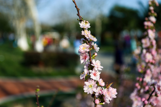 桃花