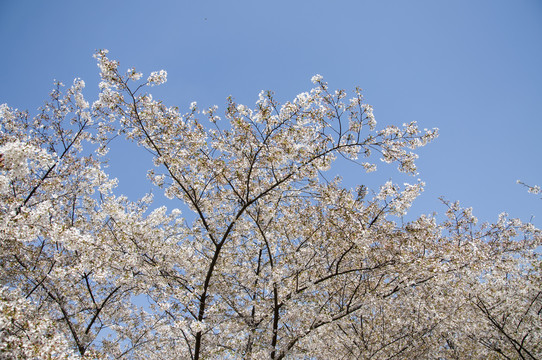 满树樱花开