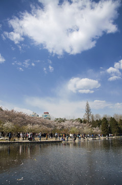 樱花岸