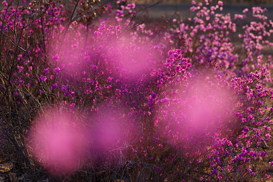 杜鹃花