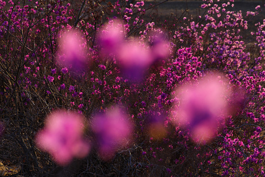 杜鹃花