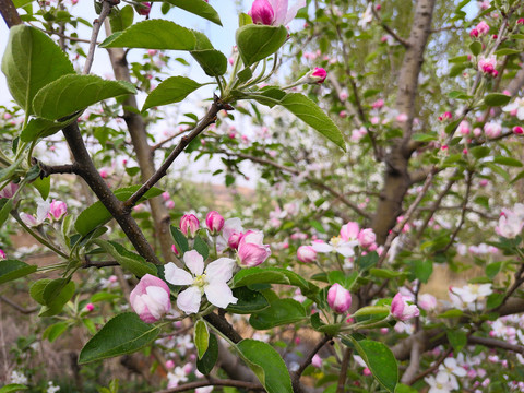 苹果花