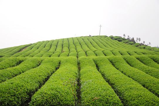 普洱茶海