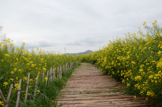 花间小路