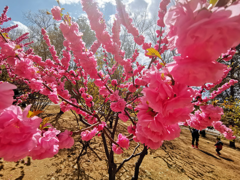 樱花