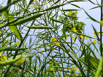 油菜花