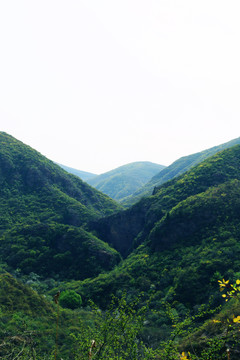 青山
