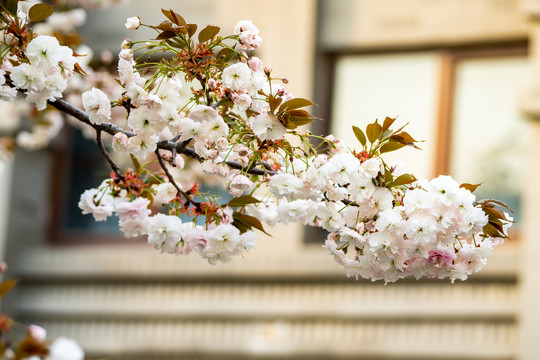 樱花