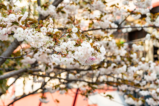 樱花