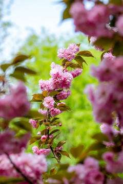 樱花