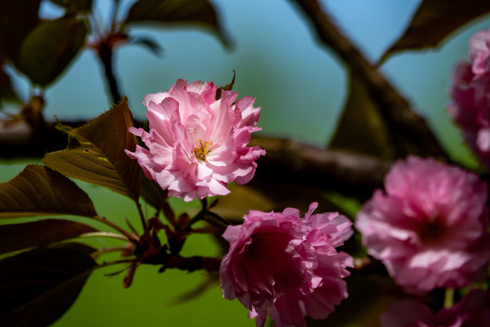 樱花