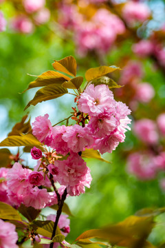 樱花