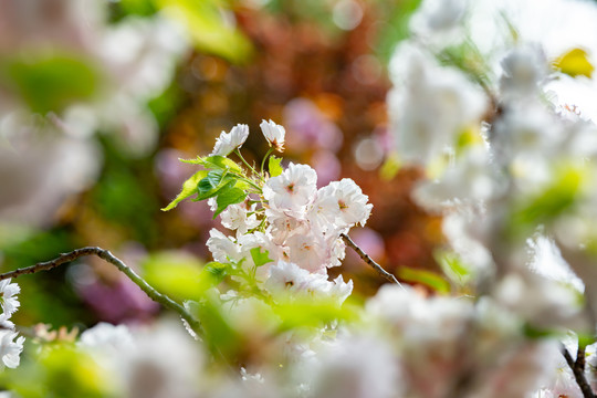 樱花