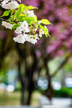樱花