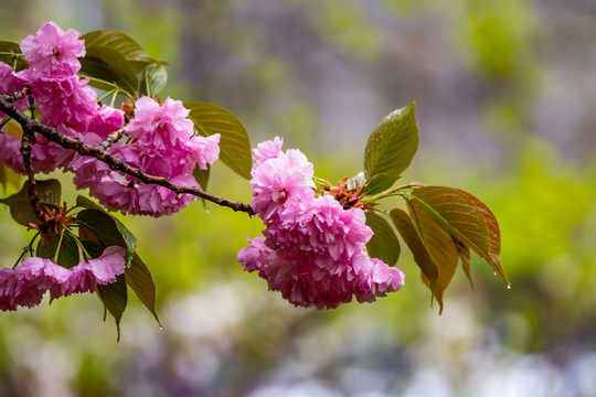 樱花