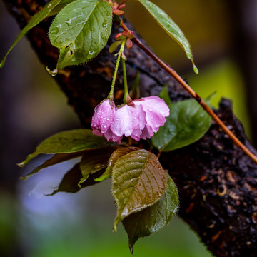 樱花