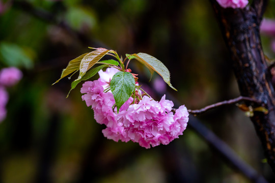 樱花