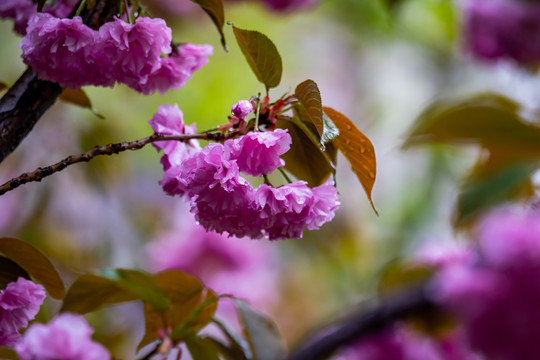 樱花